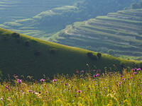 Badberg (Bildnachweis: Touristik-Information Vogtsburg i.K. Fotograf: Hans-Peter Ziesmer)