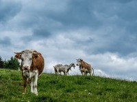  (Bildnachweis: Mit freundlicher Genehmigung Tourist Information Bernau)