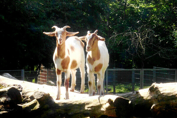  Bildnachweis: Mit freundlicher Genehmigung des Streichelzoos Kappel